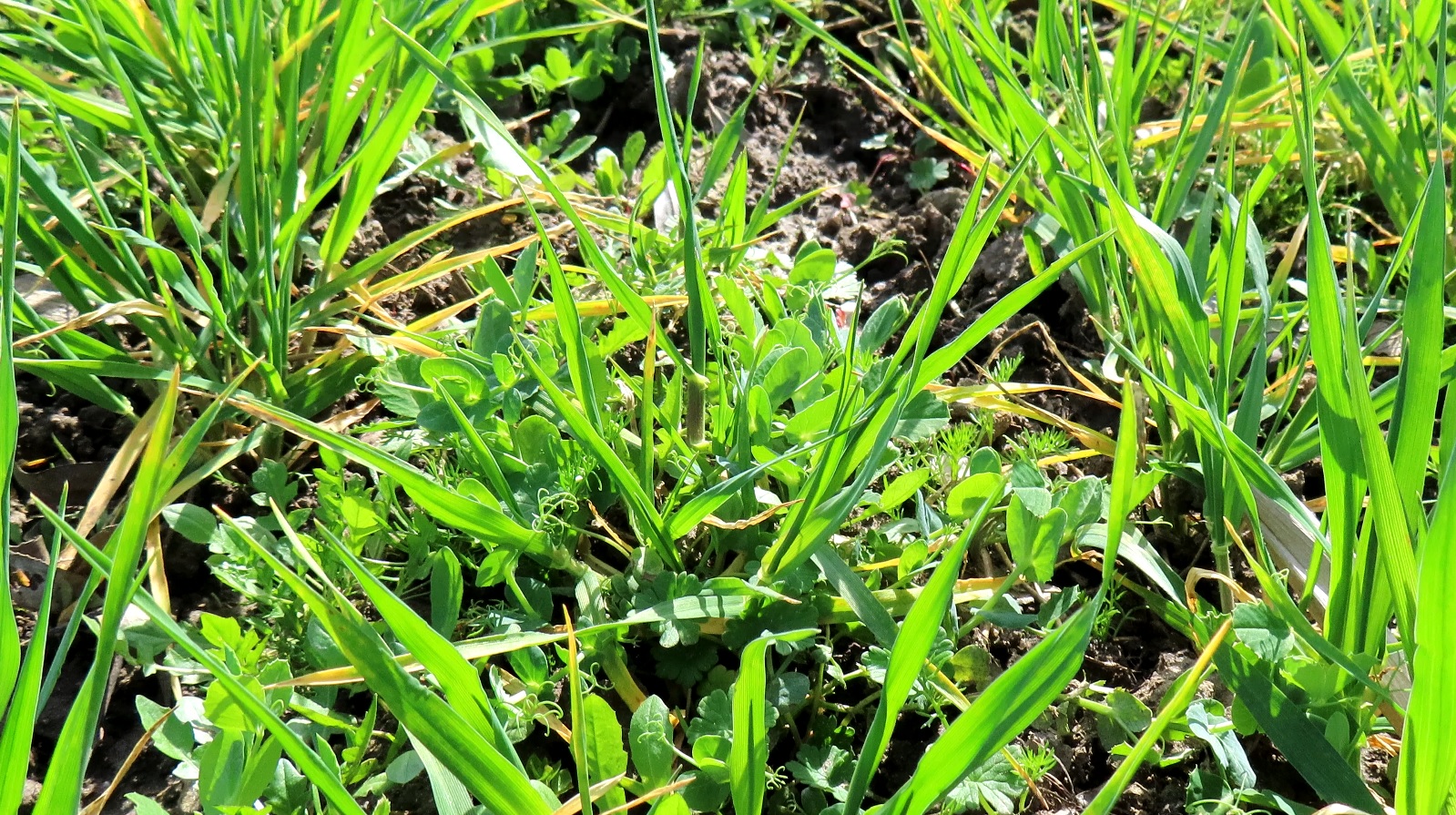 Gut überwinterte Kolinda im Gemenge mit Gerste. März 2024, Uckermark.